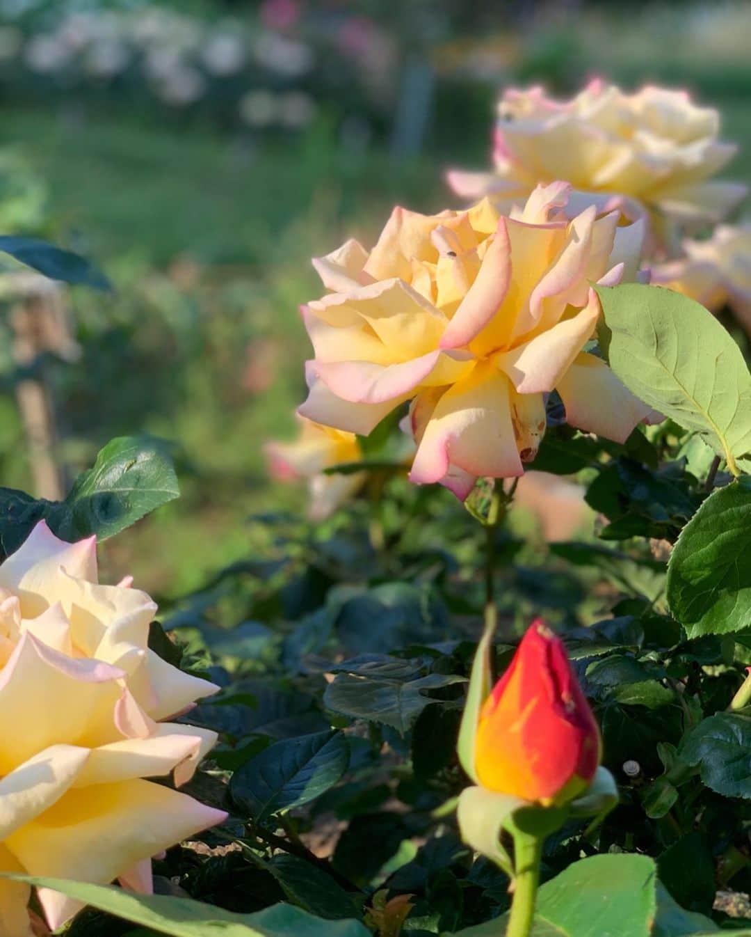 杉山愛さんのインスタグラム写真 - (杉山愛Instagram)「ちょっと前のAFTERNOON☀️ 身体を動かしに公園へ😊👍 動かし始めるまでが大変で大変で💦 重い腰がなかなか上がらないんだけど😅 主人のプッシュでやっとこさ🤪 🚴‍♀️自転車🚴‍♀️で並走しました🚴‍♀️ 代々木公園は色々な種類のお花が綺麗に咲いていたよ🌼💐🌼💐🌼 私はやっぱり🌹薔薇🌹が好き」6月3日 18時56分 - aisugiyamaofficial