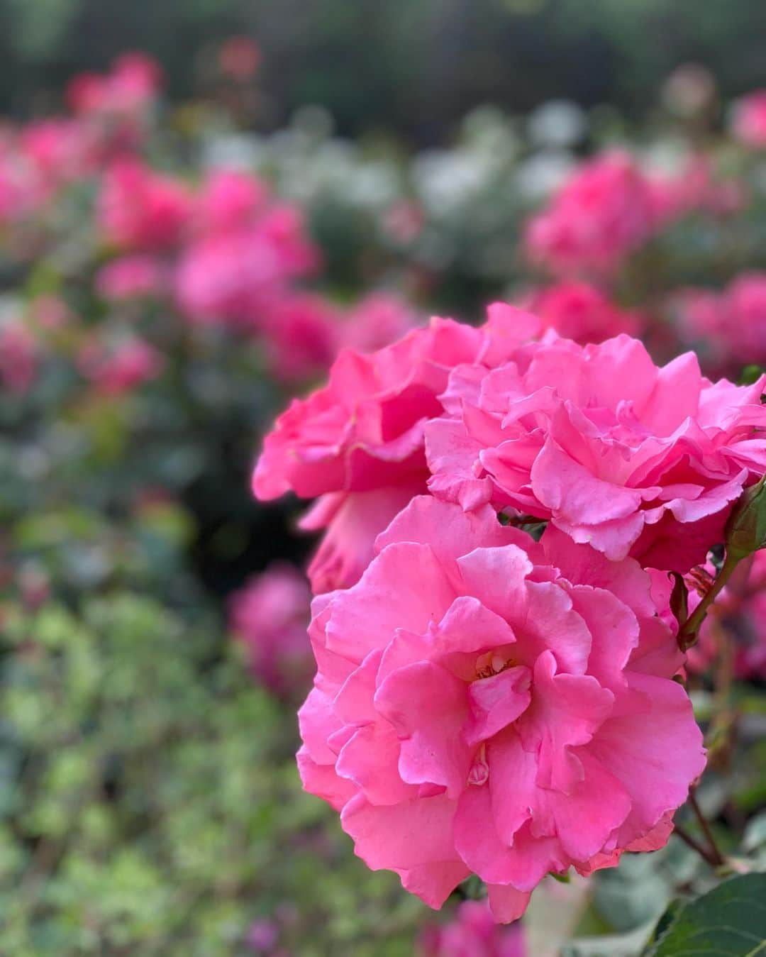 杉山愛さんのインスタグラム写真 - (杉山愛Instagram)「ちょっと前のAFTERNOON☀️ 身体を動かしに公園へ😊👍 動かし始めるまでが大変で大変で💦 重い腰がなかなか上がらないんだけど😅 主人のプッシュでやっとこさ🤪 🚴‍♀️自転車🚴‍♀️で並走しました🚴‍♀️ 代々木公園は色々な種類のお花が綺麗に咲いていたよ🌼💐🌼💐🌼 私はやっぱり🌹薔薇🌹が好き」6月3日 18時56分 - aisugiyamaofficial