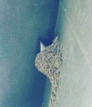 高井俊彦さんのインスタグラム写真 - (高井俊彦Instagram)「【実家から送られてきた写真📷】 実家からー。 写真が送られてきました✋  一瞬何か分かりませんでしたが、ずっと見てたらようやく分かりました☺️ 家の軒下に、ツバメの巣‼️ ズームしてみると•••尾っぽの部分だけやん💦 ツバメの巣が出来るのって縁起がいいんですって🎶  おとん曰く、どうやらツバメの全体写真は中々撮影出来ないようです。 どうしてもツバメの全体が見たくて調べてみたらありました⤴️⤴️⤴️ 思ってるのと違いましたがコロナ対策している様子がとても素晴らしいと思いました👍 #吉本新喜劇高井俊彦  #吉本自宅劇場」6月3日 13時40分 - takai_toshihiko