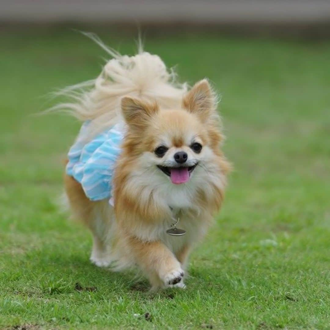 犬小屋??さんのインスタグラム写真 - (犬小屋??Instagram)「今日は、雲が多い犬小屋地方☁️ららちゃん、きゃふさんとこびんの手を見つけてくれたかな？ 大きく手を振ったよ。  こびんの相手してくれて犬小屋子と遊んでくれて、 ありがとうございました。  ららちゃん、またね！」6月3日 13時57分 - tiwa1109