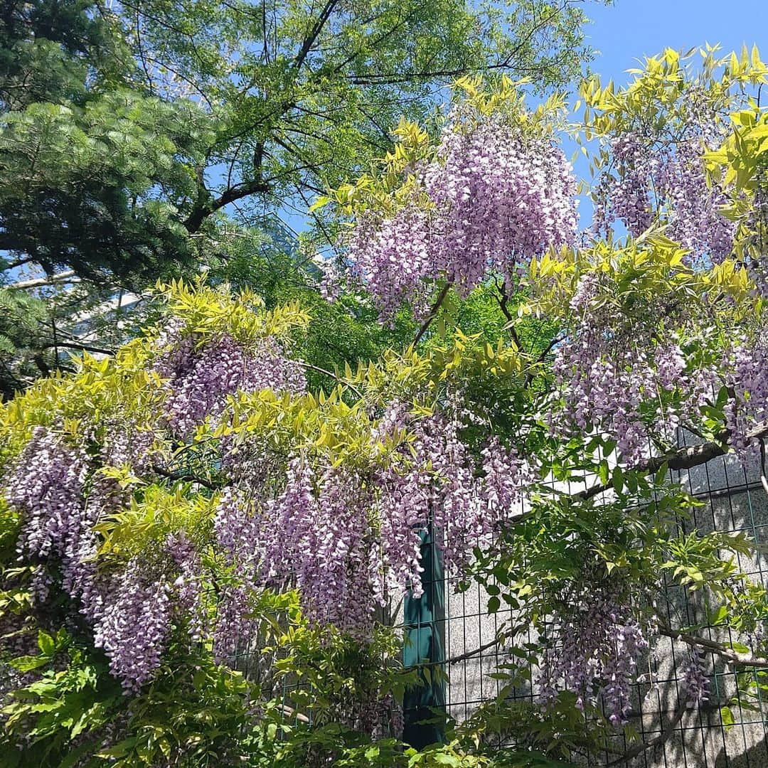 北海道放送「今日ドキッ!」さんのインスタグラム写真 - (北海道放送「今日ドキッ!」Instagram)「天気担当Sです。  先ほど少し☔️が降って ちょっとムシムシ😅  きょうは紫と黄色の共演  大通公園の藤の花と 我が家のキングサリ キバナフジですね。  どちらも目をひく彩りで 個人的には 触りたくなるよーな サラサラ感が…(*´-`) #ミツバチ すごいくる(･ω･) #そらリサーチ 写真募集中 #今日ドキッライフ で検索」6月3日 14時11分 - hbc_kyodoki