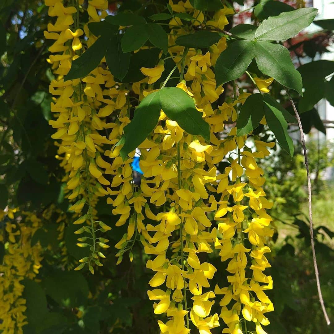 北海道放送「今日ドキッ!」さんのインスタグラム写真 - (北海道放送「今日ドキッ!」Instagram)「天気担当Sです。  先ほど少し☔️が降って ちょっとムシムシ😅  きょうは紫と黄色の共演  大通公園の藤の花と 我が家のキングサリ キバナフジですね。  どちらも目をひく彩りで 個人的には 触りたくなるよーな サラサラ感が…(*´-`) #ミツバチ すごいくる(･ω･) #そらリサーチ 写真募集中 #今日ドキッライフ で検索」6月3日 14時11分 - hbc_kyodoki