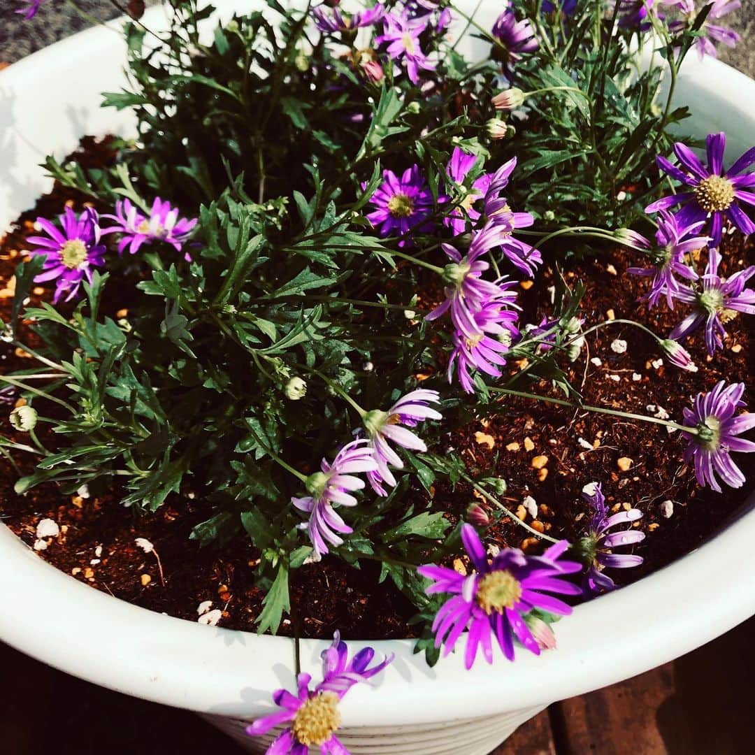 原日出子さんのインスタグラム写真 - (原日出子Instagram)「今日は 暑い💦🥵 午前中は ダラダラ💦 何もしないのに 汗だくです。 お昼過ぎから 3年ぶりくらいに 近所の園芸店に行き お花と土を買って来ました💖 空いた鉢と ハリーくんのお墓の周りに植えてみました。 もう少し 欲しかったな。 また買いに行こうっと😊 うまく根付くといいなぁ〜〜💖   #お花 #ガーデニング #おうちじかん #毎日を楽しく #癒し #土いじり #心の栄養」6月3日 14時26分 - hara_hideko