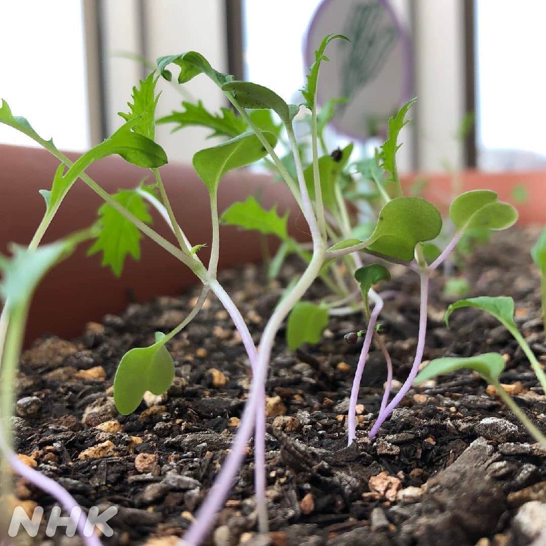 あさイチさんのインスタグラム写真 - (あさイチInstagram)「おうみです。 あさイチ家庭菜園、 始めてから約2週間経ちました。  トマトの苗には、 すでに実のような丸いものができているのですが、 さすがにまだ実ではないですよね？ つぼみかなぁ？  水菜は水菜っぽい葉の形になってきましたよ！ ピーマンも小さなつぼみのようなものが。 植物を育てるのも、"幸せホルモン"のオキシトシンが出て、心身の健康に良いらしいです✨ 確かに、ちょっといやされる🌱  #家庭菜園初心者 #観察日記⠀⠀ #ミニトマト #ピーマン #水菜 #野菜のイラストは近江アナ作 #オキシトシン #幸せホルモン #いやし #近江友里恵 アナ #nhk #あさイチ #8時15分から」6月3日 14時37分 - nhk_asaichi