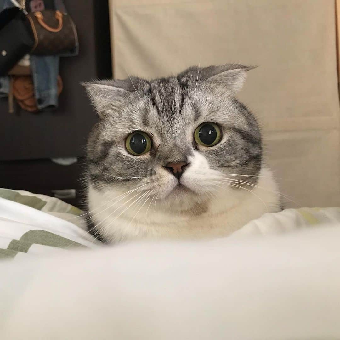 KATSUOのインスタグラム：「やあ . #cat #catsofinstagram #instacat #cutecat #katsuo #猫のいる暮らし」