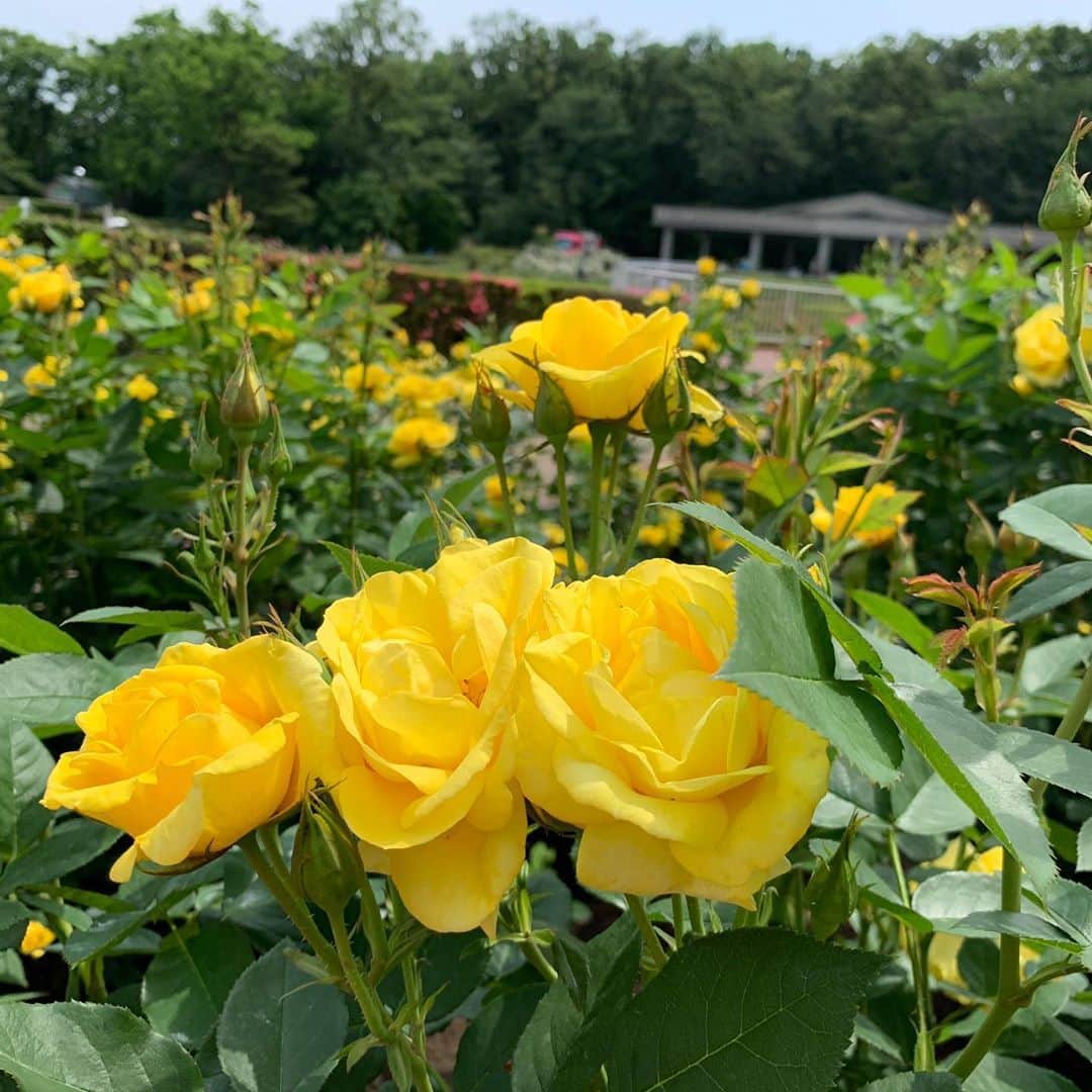桜井奈々さんのインスタグラム写真 - (桜井奈々Instagram)「インスター！サボってしまった！笑  やっと、やっと、、開園した公園へ。  薔薇🌹がまだ咲いてました😊 ピークは過ぎてしまっていますが  ギリギリ滑り込みセーフで 見られてよかったです😂  #薔薇#バラ#公園」6月3日 15時27分 - sakurai_nana7