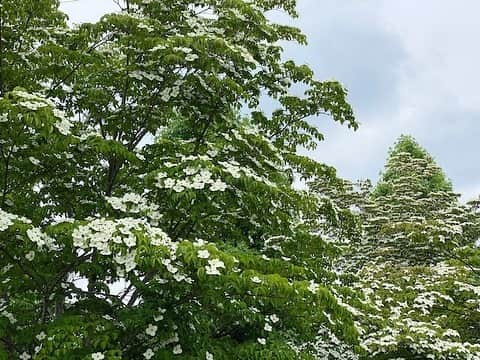 生活の木 メディカルハーブガーデン薬香草園【公式】のインスタグラム