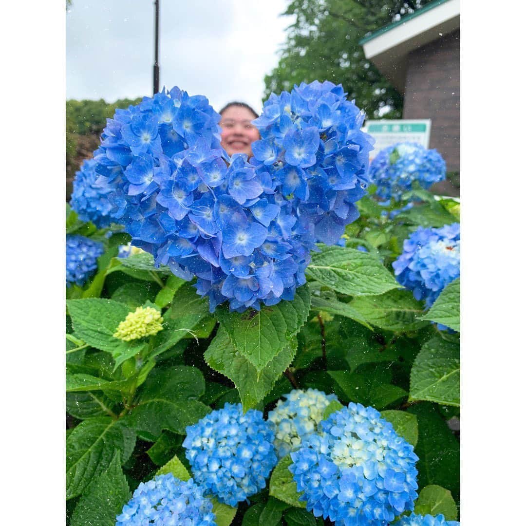 山内日菜子のインスタグラム：「． 6月っぽい写真をどうぞ。 紫陽花綺麗でしょ〜 、 、 、 ん？👀 ． #紫陽花」