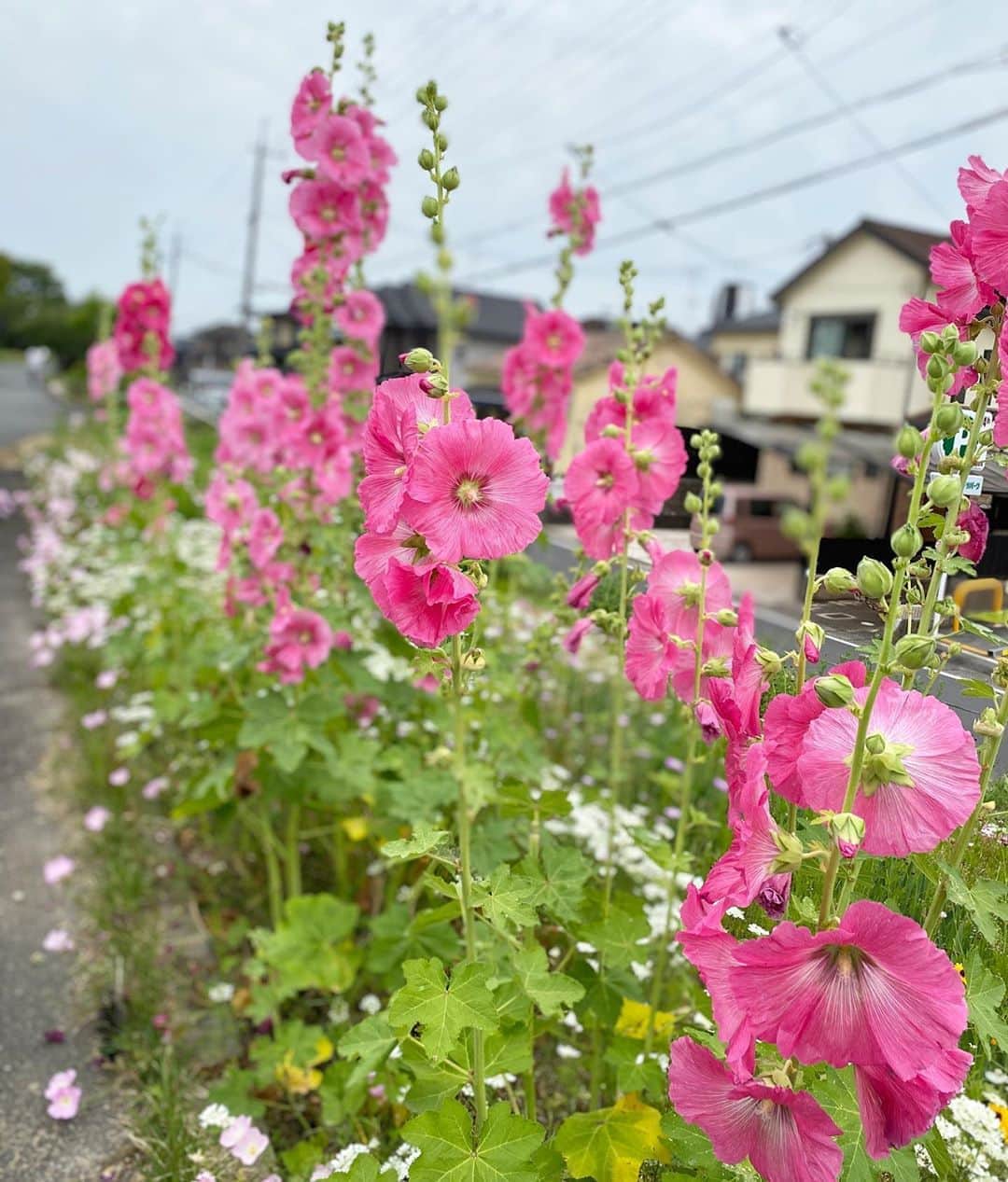 佐野優子のインスタグラム：「. 散歩中に見た光景◟̆◞̆ ❁ . 部活練習も十分にできてないよね🏐🏀⚽️⚾️ . 地道な努力はきっと報われる時がくる◟̆◞̆ ❁ . 🙏🏻隠し撮りごめんなさい🙇‍♀️ . #散歩 #自主練習  #部活 #明るい未来」