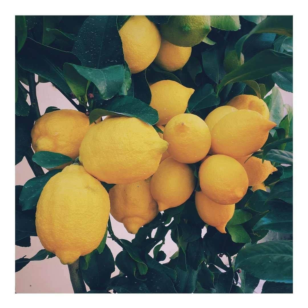 クローディピエルロさんのインスタグラム写真 - (クローディピエルロInstagram)「Quand la vie vous donne des citrons, faites de la citronnade. When life gives you lemons, make lemonade. #PositiveThinking #NewCollection #ClaudiePierlot」6月3日 16時31分 - claudiepierlot