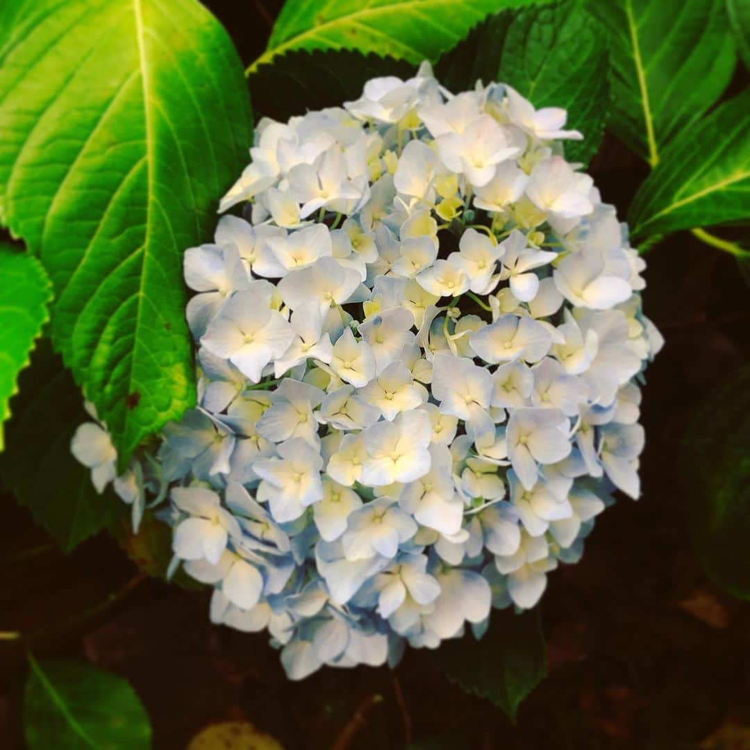小嶋晶子さんのインスタグラム写真 - (小嶋晶子Instagram)「The hydrangeas are blooming!💠 庭の紫陽花が満開になった！ #hydrangeas #紫陽花 #あじさい」6月3日 16時36分 - kojimamajiko