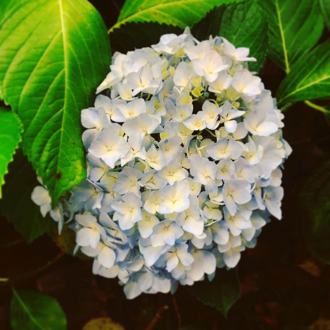 小嶋晶子のインスタグラム：「The hydrangeas are blooming!💠 庭の紫陽花が満開になった！ #hydrangeas #紫陽花 #あじさい」