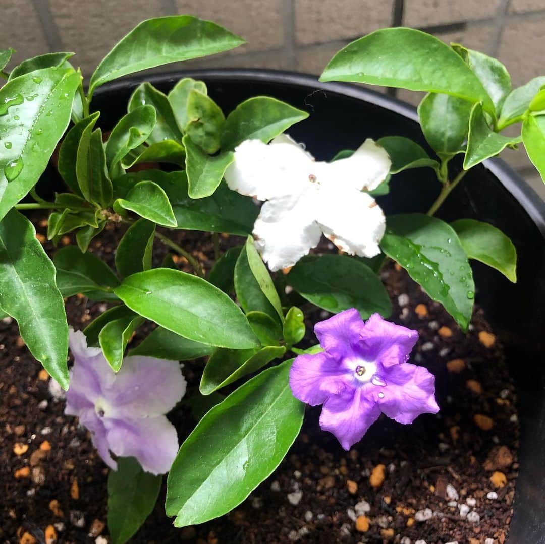 雨宮朋絵さんのインスタグラム写真 - (雨宮朋絵Instagram)「ベランダがどんどん賑やかになってきた。 1枚目は反日陰の我が家のベランダでも育ちやすい八重咲きのインパチェンス。 2枚目はジャスミンのような良い香りのするカオリバンマツリ。 濃い紫は今朝咲いたもので、2日経つと真っ白に変化する。  #ベランダガーデニング  #園芸  #flowers」6月3日 16時47分 - amemiyatomoe