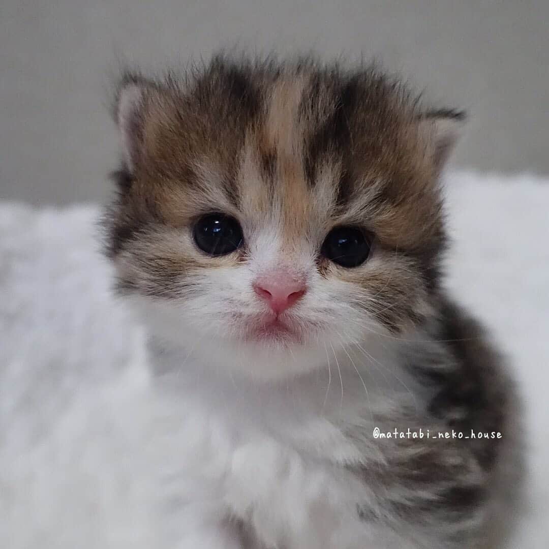 旅猫かあさんさんのインスタグラム写真 - (旅猫かあさんInstagram)「🌞BABY CAT  2020年5月6日生まれ  次女ちゃん　【　ご予約済み　】  #またたび猫ハウス　#子猫　#猫　#スコティッシュフォールド　#猫動画　#子猫動画　#scottishfold #scottishfoldkitten #petsvideo #catmovie #animalsvideos #9gag #topcatphoto #kittensofinstagram #instagramcat #adorable #cat_features #catsofnstagram #thedodo #animalsco #weeklyfluff #catloversclub #meowed #cutepetclub #cat_of_world #thedailykitten」6月3日 17時05分 - matatabi_neko_house