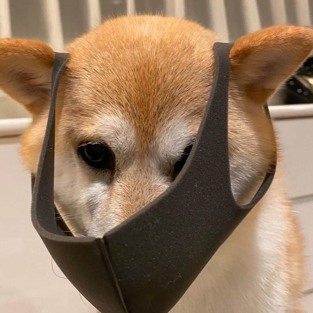 神奈月さんのインスタグラム写真 - (神奈月Instagram)「東京アラートが発動しました。 皆さん大変かと思いますが💦 引き続きの『マスク着用』😷を 　ころん🐕より  #神奈月　#ころんちゃん #黒マスク　#大サイズ　#犬サイズ」6月3日 17時05分 - kannazuki.official