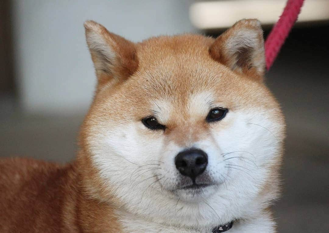 柴犬たま Shibainu Tamaのインスタグラム