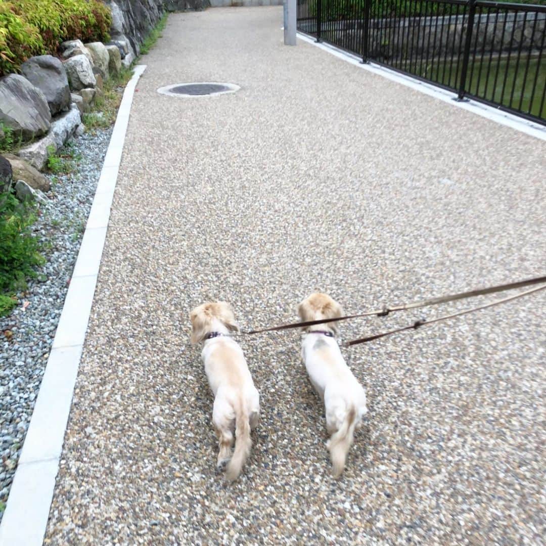 鈴木絢子さんのインスタグラム写真 - (鈴木絢子Instagram)「・ ・ 【@OSAKA】 #犬の散歩 大阪っぽいところに行ってみました🐶🐶 ・ テイクアウトのみ#タリーズ がオープンしていて、久しぶりに屋外でコーヒー購入✨ ・ これがまた美味しくて。。。 明日からまた、気持ちも新たに頑張ろうと思えるほど☕️ ・ 些細なことでも幸せを感じられるようになれたのは、この時期一番変わったことかもしれません😋 ・ ・ ・ #犬との生活 #ミニチュアダックス #親子犬 #シンクロ犬 #ダックス多頭飼い #犬バカ部 #変顔犬 #犬との時間 #大阪 #gw明け #明日への活力 #働く女性 #coffee #dogstagram #stayhome #🐶🐶」5月11日 0時48分 - ayako_suzuki810