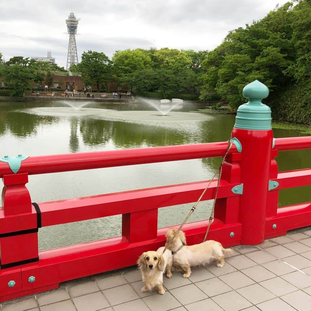 鈴木絢子さんのインスタグラム写真 - (鈴木絢子Instagram)「・ ・ 【@OSAKA】 #犬の散歩 大阪っぽいところに行ってみました🐶🐶 ・ テイクアウトのみ#タリーズ がオープンしていて、久しぶりに屋外でコーヒー購入✨ ・ これがまた美味しくて。。。 明日からまた、気持ちも新たに頑張ろうと思えるほど☕️ ・ 些細なことでも幸せを感じられるようになれたのは、この時期一番変わったことかもしれません😋 ・ ・ ・ #犬との生活 #ミニチュアダックス #親子犬 #シンクロ犬 #ダックス多頭飼い #犬バカ部 #変顔犬 #犬との時間 #大阪 #gw明け #明日への活力 #働く女性 #coffee #dogstagram #stayhome #🐶🐶」5月11日 0時48分 - ayako_suzuki810