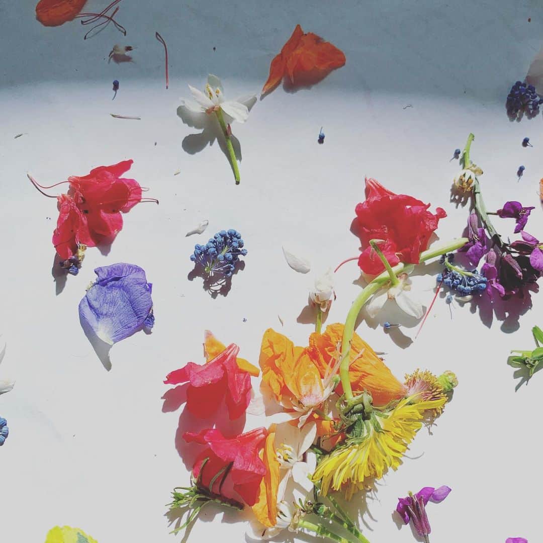 プリシラ・アーンのインスタグラム：「Happy Mama’s Day . . Went flower foraging with the kids and used the petals for a sun catcher/placemat craft.  They turned out really fun and pretty.  More details on @mamapinatree」