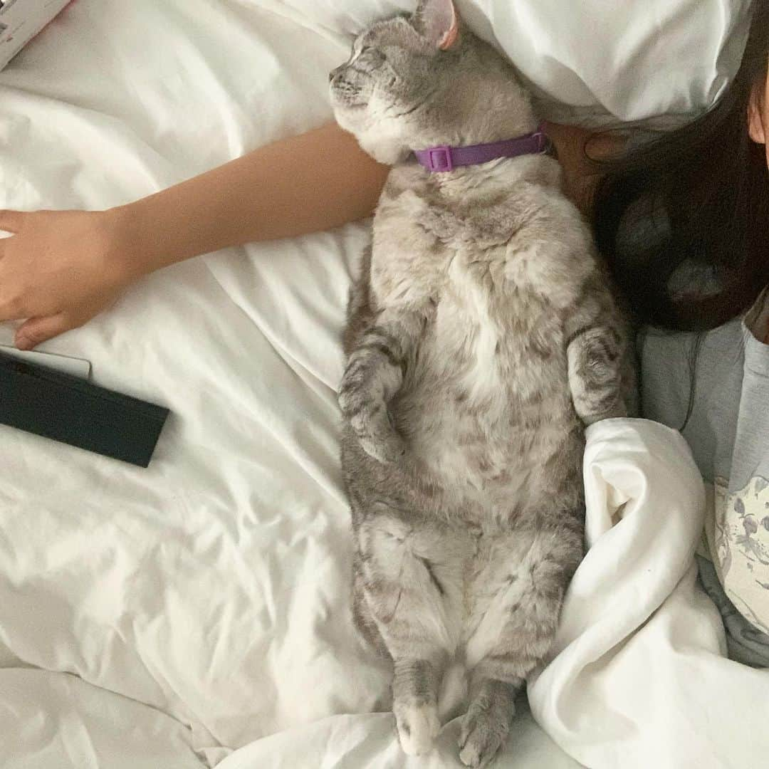 nala_catさんのインスタグラム写真 - (nala_catInstagram)「Happy Mother’s Day ❤️ Spent time in bed with mom this morning! #mothersday」5月11日 1時17分 - nala_cat