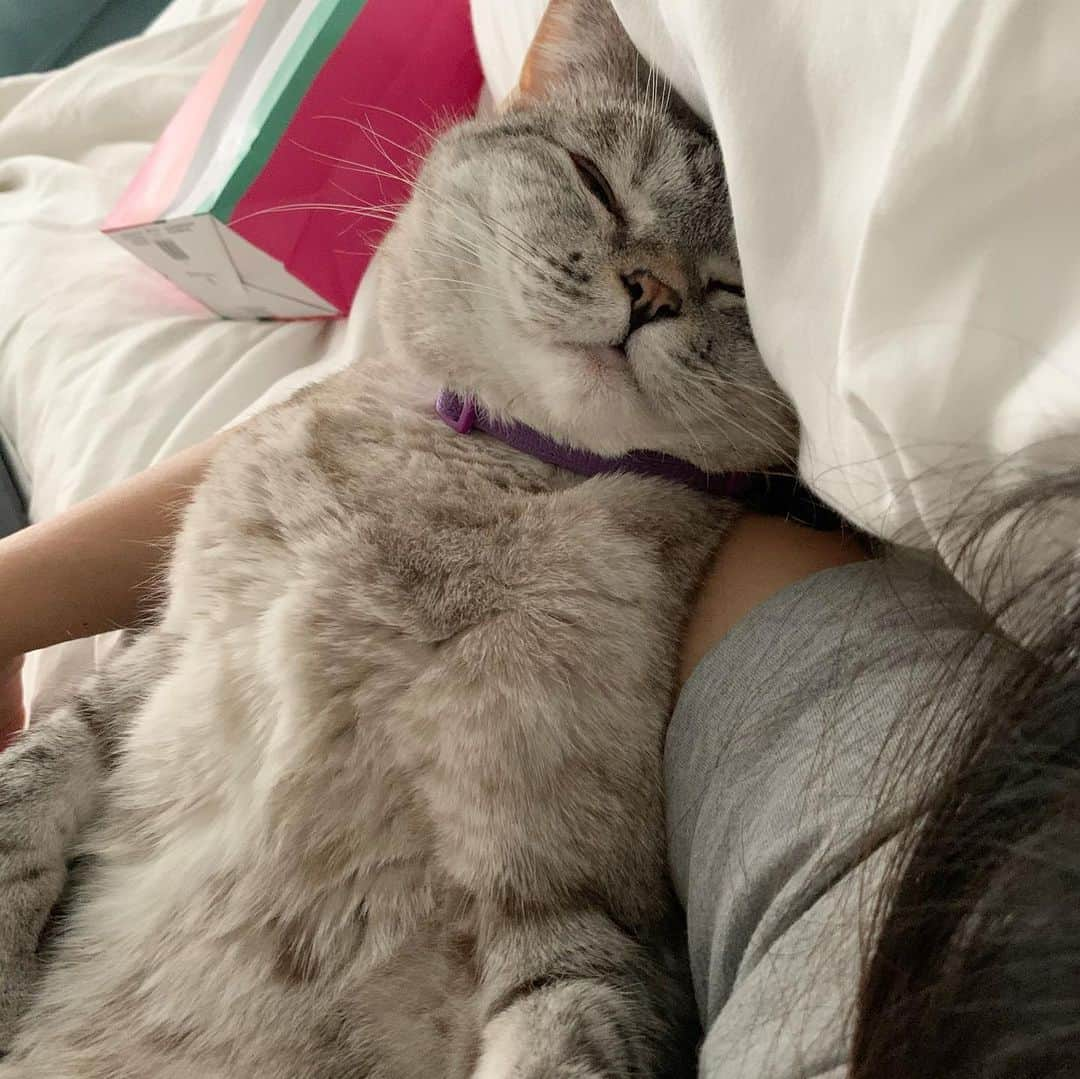 nala_catさんのインスタグラム写真 - (nala_catInstagram)「Happy Mother’s Day ❤️ Spent time in bed with mom this morning! #mothersday」5月11日 1時17分 - nala_cat