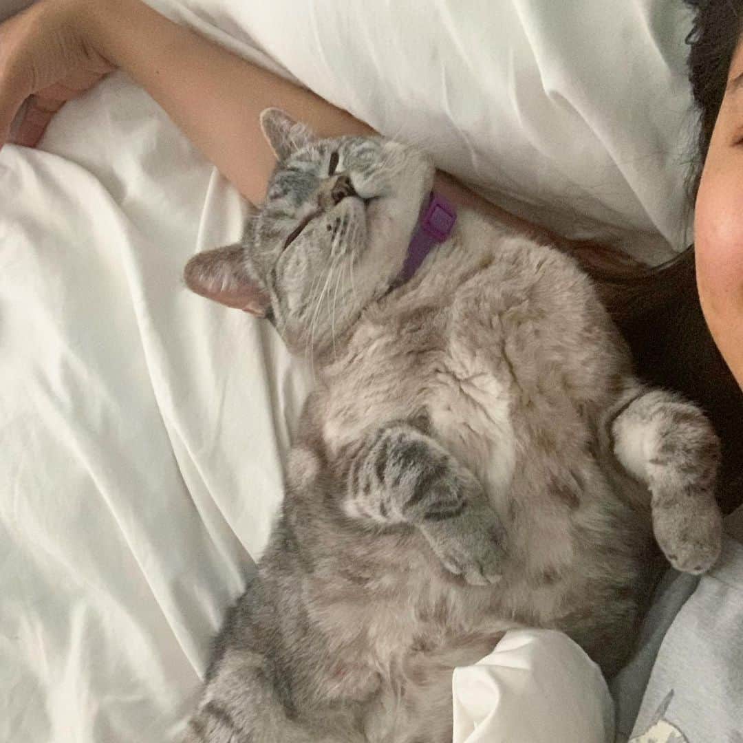 nala_catさんのインスタグラム写真 - (nala_catInstagram)「Happy Mother’s Day ❤️ Spent time in bed with mom this morning! #mothersday」5月11日 1時17分 - nala_cat