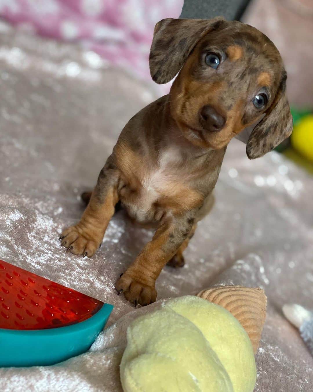 ニッキー・サンダーソンのインスタグラム：「So in two weeks we are going to pick up this little lady from @dachshundsfrom.bonniebonita and bring her home 💗  Being a new dog mummy I need to get @ittybittybarbara all the essentials and of course, some lovely little treats 😊  Please could you recommend products and companies so that we can have a look through them and buy Barbara what she needs 🐾  Thank you 🥰  #dog #dogs #dogsofinstagram #dachshundpuppy #minidachshundpuppy #dachshund #minidachshund #chocolatedapple #dapple #chocolatedappleminidachshund #sausage #sausagedog #minisausagedog #barbara #ittybittybarbara #dachshundsofinstagram #minidachshundsofinstagram #sausagedogsofinstagram #minisausagedogsofinstagram #doggies #love #lovedogs #puppylove #dachshundlove #girl #mygirl」