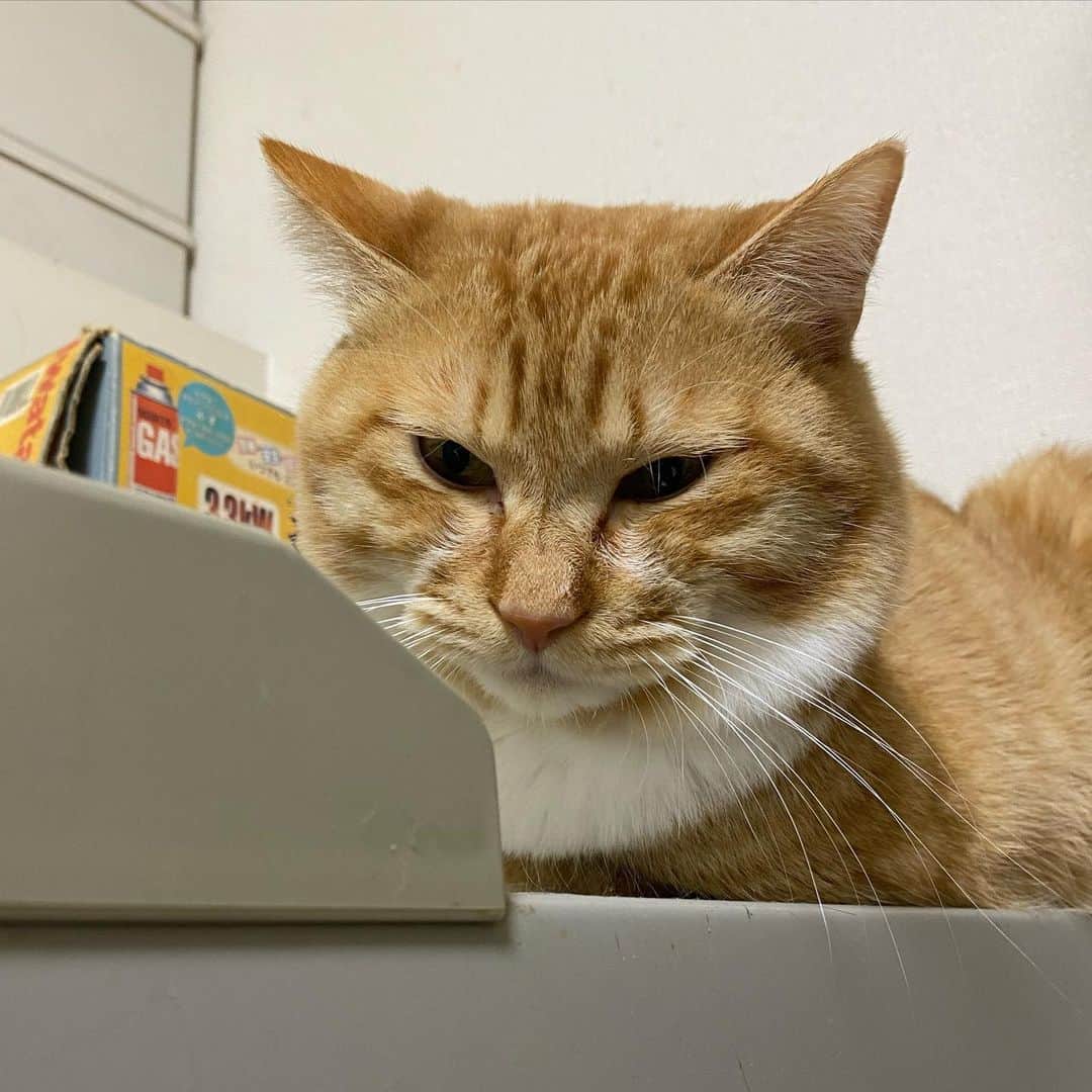 金巻ともこさんのインスタグラム写真 - (金巻ともこInstagram)「冷蔵庫の上のチャイ  #kurohakuchai #tabby #orangetabby #cat #猫 #茶トラ男子部 #catstagrams」5月11日 1時43分 - tomotomoco