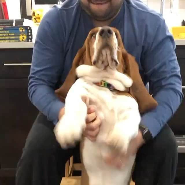 DogsOf Instagramのインスタグラム：「“Steve loved Dad and standing belly rubs...” writes @steve.the.basset  #dogsofinstagram」