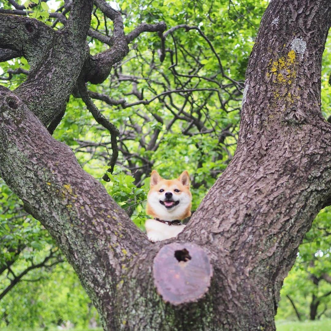 豆柴にこちゃんさんのインスタグラム写真 - (豆柴にこちゃんInstagram)「🐶 木の上のにこ。 梅の木の下に梅がたくさん落ちてたよ！ . ミステリースクエア跡地に 梅を置いてみました😎 . #柴犬#豆柴#pecoいぬ部#犬#わんこ#犬#ここ柴部#shibainu#dog#mameshiba#pecotv#shiba#いぬのきもち部#しばいぬ#しばけん#こいぬ#シバイヌ#いぬ#イヌ#ペット#日本犬#子犬#puppy#pet#시바견#강아지#개#barked#9gag」5月10日 17時18分 - nikochan.mame48