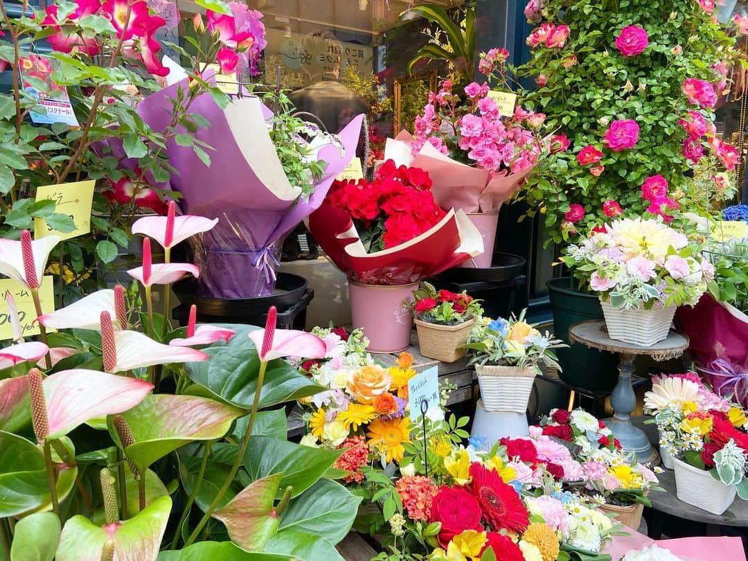 荒尾茉紀のインスタグラム：「近所のお花屋さん💐母の日なので父母と3人ランチ😌父の日も兼ねたってことでよろしく✋それにしても私の母はいつも掃除機をかけてるイメージ。もちろん今日も。父も横で窓拭きなど。私のズボラな掃除嫌い遺伝子はどこからきた？🤔 #mothersday #母の日 #父の日 #お花きれい」