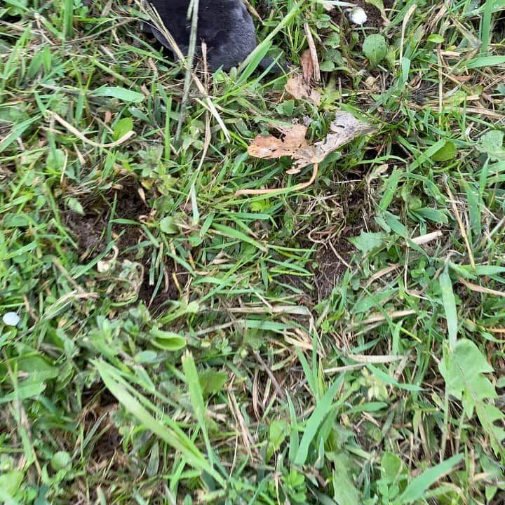 スティーヴン・フライのインスタグラム：「Speaking of rootling and fossicking, as I was in today’s #fryties post, this gentleman in black velvet was very busy snuffling and snouting for breakfast when I happened on him this morning. He didn’t seem to mind my presence; even if he couldn’t see me he could surely feel the vibrations of my heavy tread. Or she. It didn’t seem polite to inspect that closely.」