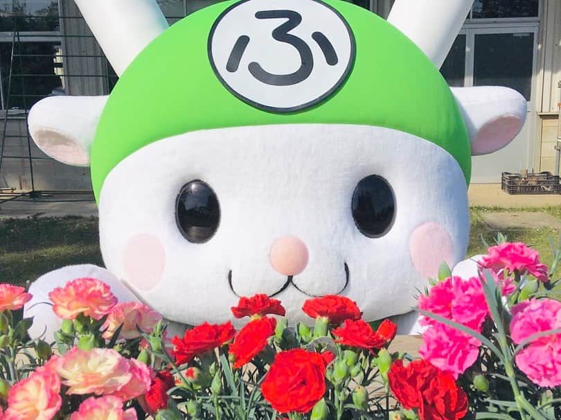 ふっかちゃんさんのインスタグラム写真 - (ふっかちゃんInstagram)「いつもありがとぉ！ おねぎらいの気持ちを込めて…  花のまち深谷のふっかちゃんより♪Y(●0ω0●)Y #母の日  #母の月 #mothersday #ありがとう #感謝 #ねぎらい #野菜と花のまち #深谷市 #深谷ねぎらいの日」5月10日 17時36分 - fukkachan628