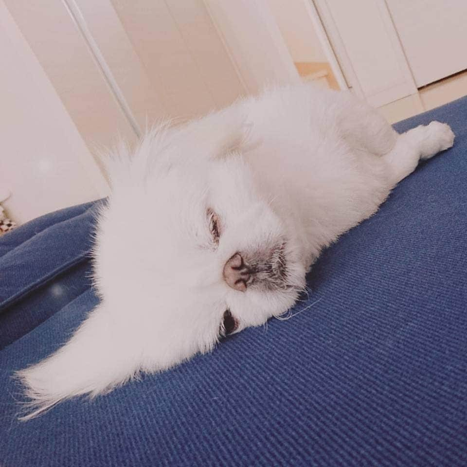 安田義孝のインスタグラム：「#ペキニーズ #ぺきにーず #白ペキニーズ #Pekingese #pekingese  #pekingeselove #pekingesesofinstagram  #pekinese #pekistagram  #japanese #japan #dogstagram  #dogs #dog #japanesedog #japanesedogs #doglover #love #iloveyou #ilovedogs #京叭狗 #페키니즈 #cute #cutedog  #ハロウィン #愛犬 #わんこ #犬 #エブリドッグ #ZIP写真部」