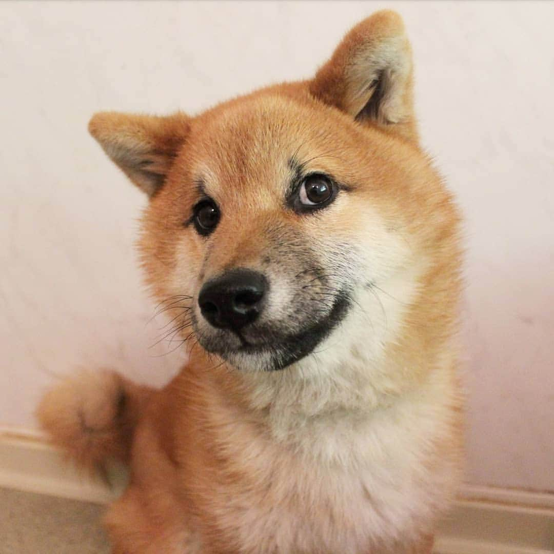 柴犬たま Shibainu Tamaさんのインスタグラム写真 - (柴犬たま Shibainu TamaInstagram)「最後はウニのシャンプー🚿﻿ ﻿ お風呂場に降り立った瞬間からフリーズ💥﻿ キメ顔は斜め45度のビビリ王子😂😂﻿ ﻿ Caption trans🇬🇧﻿ I washed them, last is Toro 🚿﻿﻿ ﻿ #たま家族 #柴犬ウニ #お風呂 #シャンプー #濡れウニ #ふわもこ #かなりひし形 #上目遣い #ビビリ﻿ #へっぴり腰 #柴犬 #shiba #shibainu #shibastagram #犬 #dog #柴犬子犬 #子犬 #shibapuppy #shibainupuppy #puppy」5月10日 17時44分 - tama7653