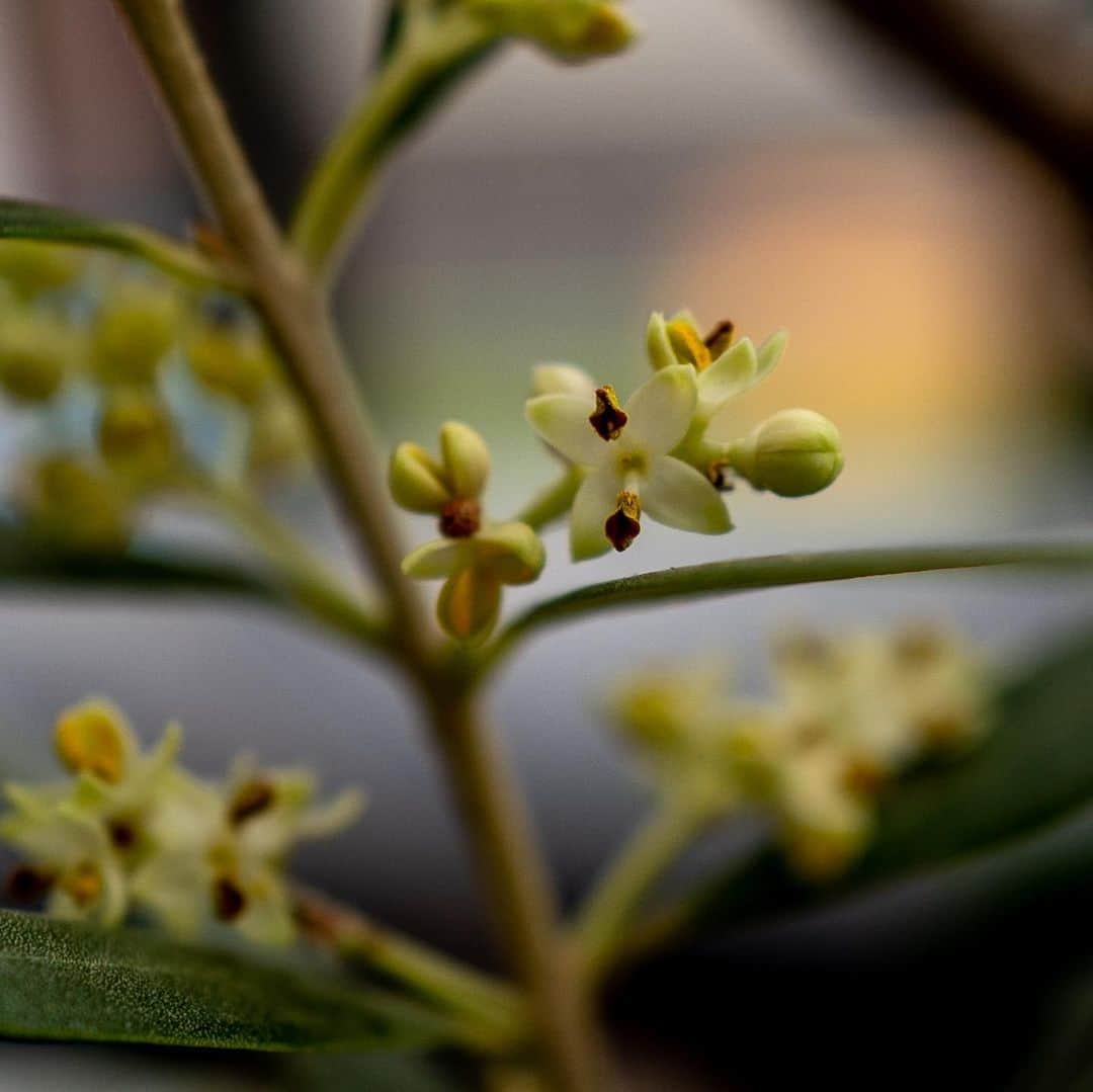 武井義明さんのインスタグラム写真 - (武井義明Instagram)「ブラッドオレンジは花の盛りが終わって実をつけはじめた。オリーブはだんだん蕾が開いてきた。」5月10日 17時44分 - bebechef