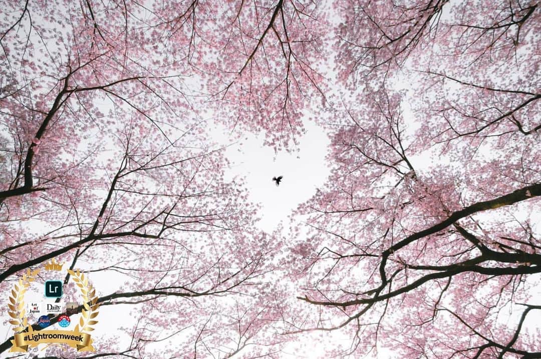 Only Japanese photographsのインスタグラム