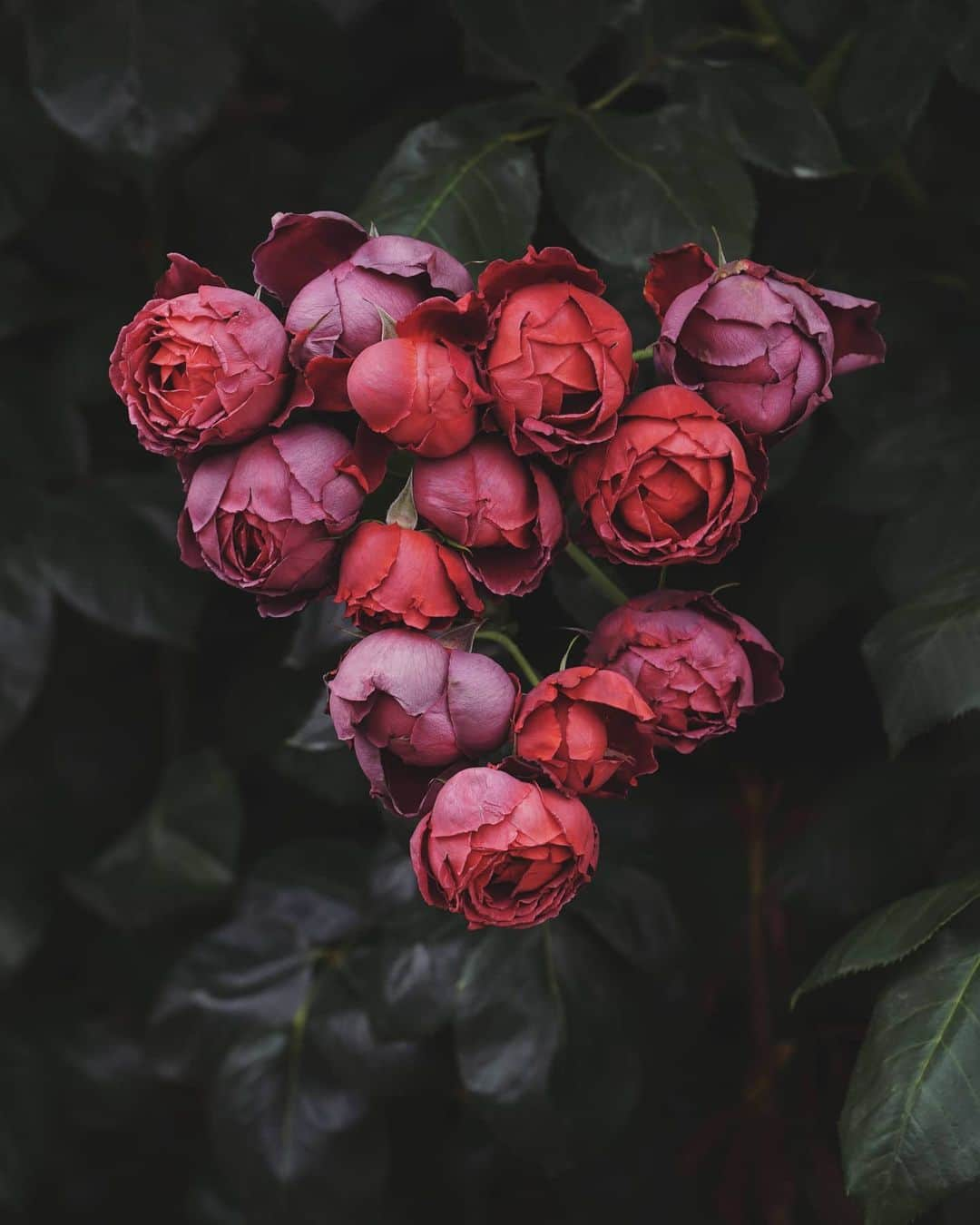 masayaさんのインスタグラム写真 - (masayaInstagram)「English garden Yokohama May 2019 イングリッシュガーデン #横浜 #rose #roses #バラ #flowers」5月10日 18時35分 - moonlightice