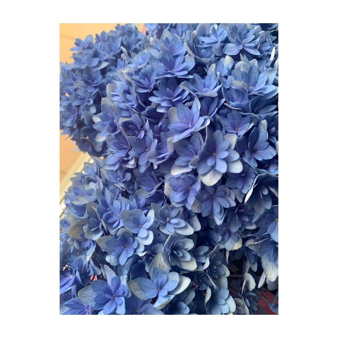 若林翔子のインスタグラム：「.﻿ .﻿ mother's day♡﻿ ﻿ ﻿ 家族からあじさいの花頂きました😁﻿ 大好きな青！﻿ ありがたいです😂﻿ ﻿ ﻿ 主人の母にはおいしいプリン🍮﻿ 私の母には海鮮セットを🐟﻿ ﻿ ﻿ みんな喜んでくれました〜😍﻿ ﻿ ﻿ また一年頑張ろ👍﻿ ﻿ ﻿ ﻿ #母の日　#プレゼント　 #ありがとう」