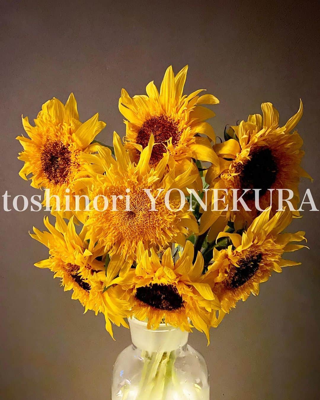 米倉利紀さんのインスタグラム写真 - (米倉利紀Instagram)「flowers of this week: sunflower panache #男花 #花のある生活 #向日葵 #パナシェ #sunflower #panache」5月10日 18時51分 - toshi_yonekura