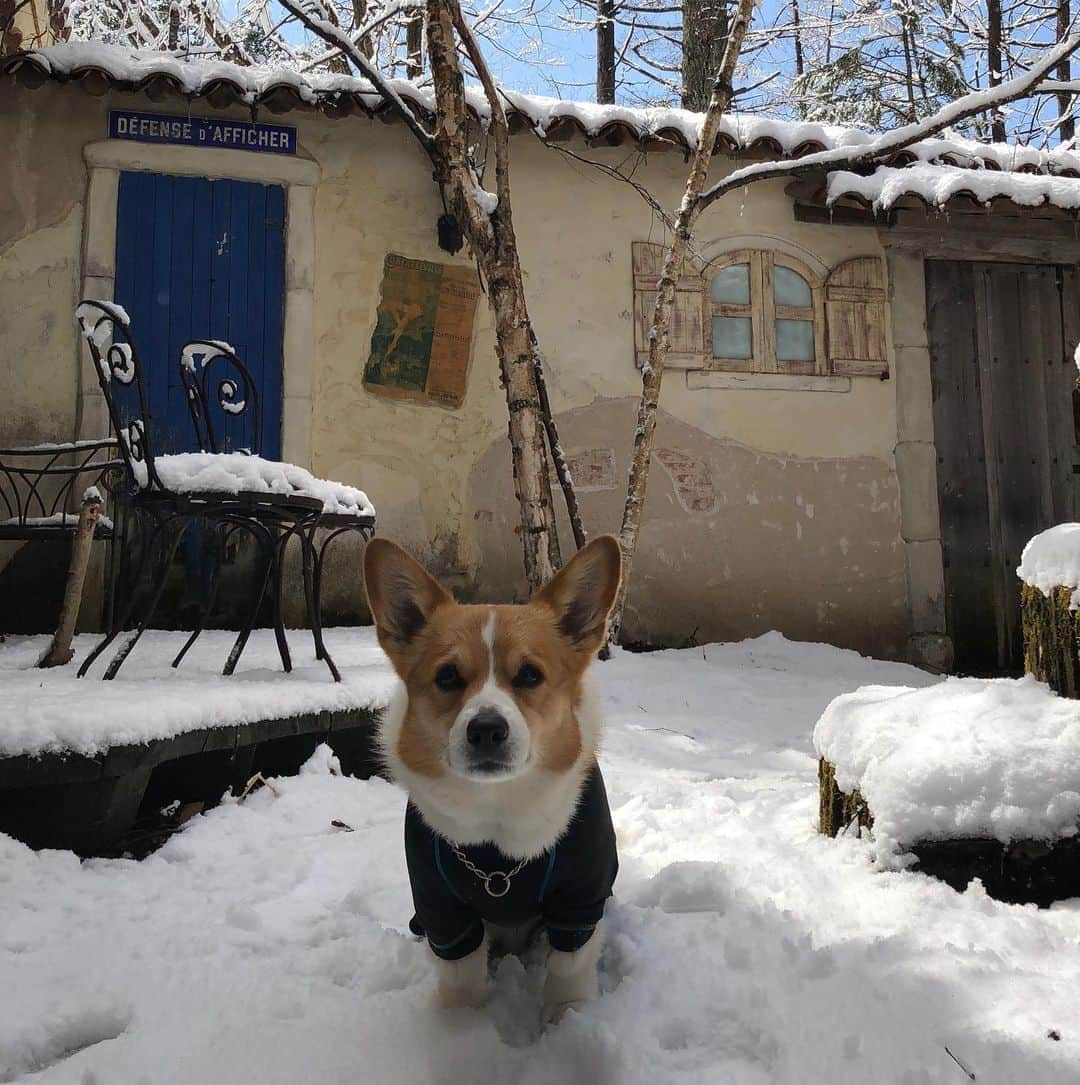 IMALUさんのインスタグラム写真 - (IMALUInstagram)「Happy Birthday Baloo🎉 #corgi #コーギー」5月10日 18時52分 - imalu_0919