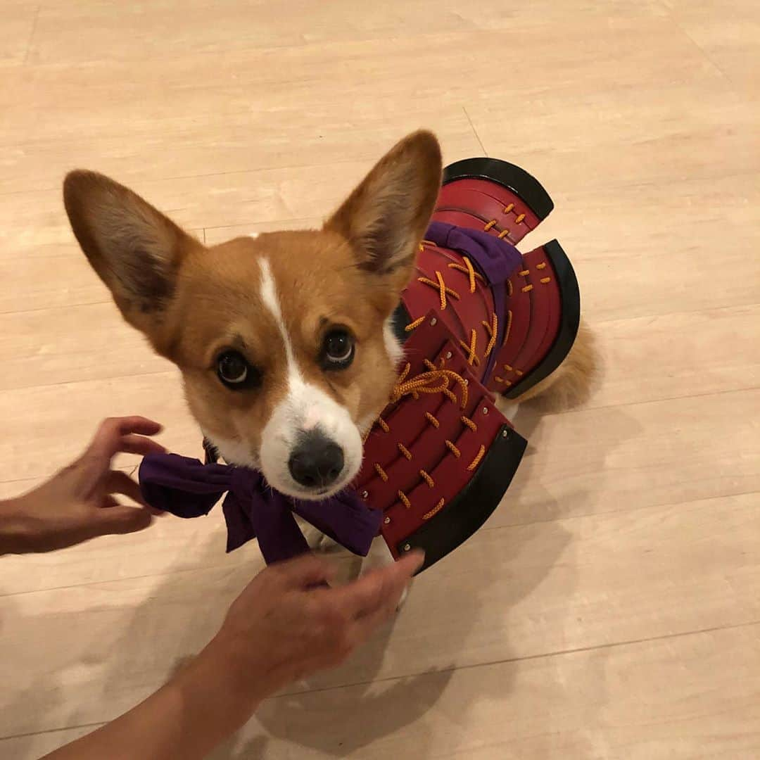 IMALUさんのインスタグラム写真 - (IMALUInstagram)「Happy Birthday Baloo🎉 #corgi #コーギー」5月10日 18時52分 - imalu_0919