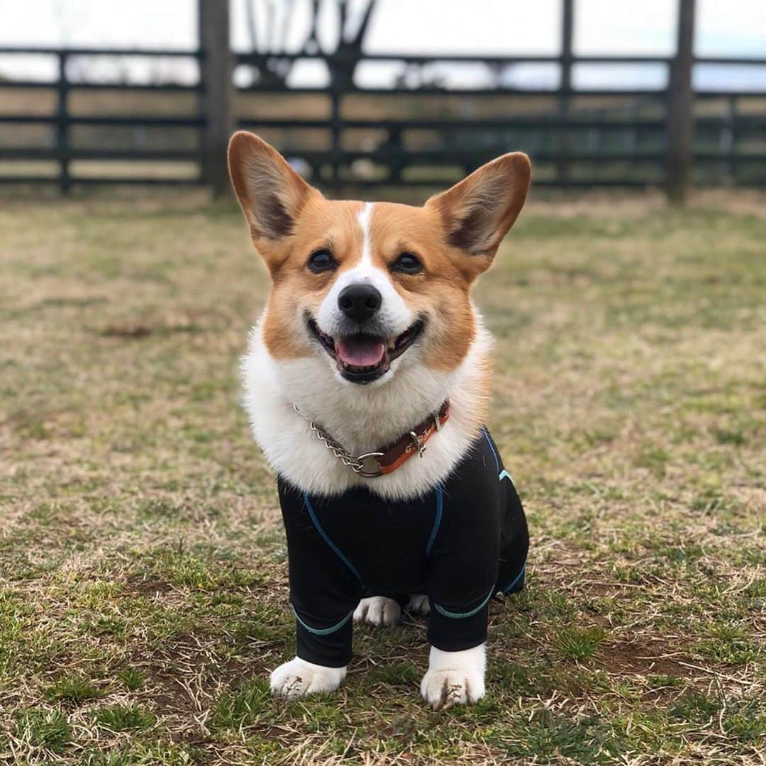 IMALUさんのインスタグラム写真 - (IMALUInstagram)「Happy Birthday Baloo🎉 #corgi #コーギー」5月10日 18時52分 - imalu_0919