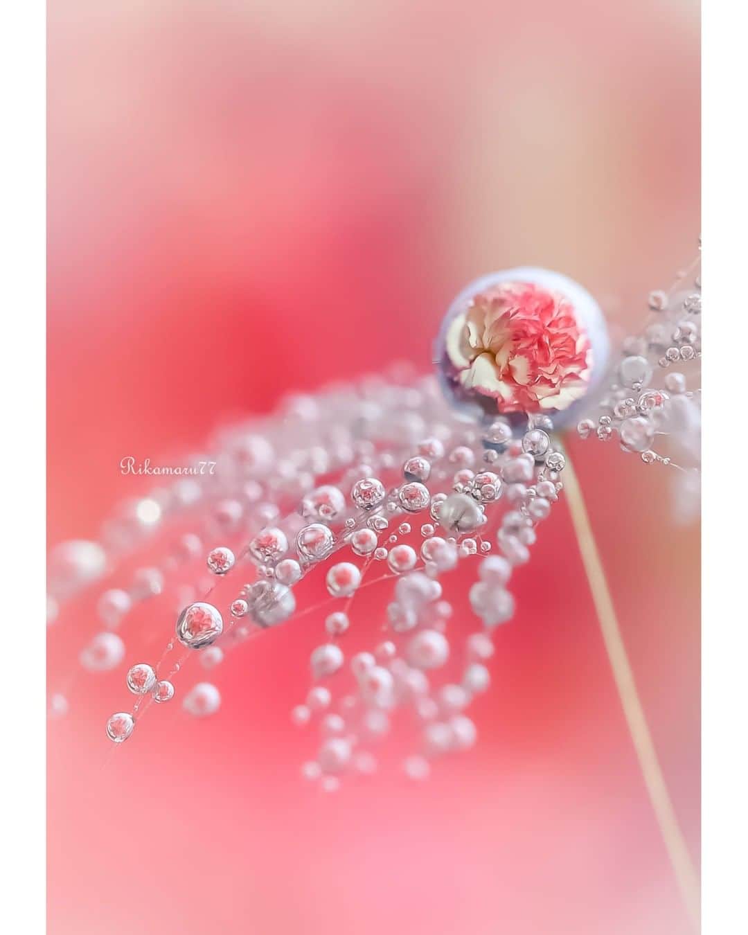花の写真館のインスタグラム：「Photo by Rika Funaki.⠀ .⠀ Original Post[投稿いただいたURL]⠀ https://www.facebook.com/photo.php?fbid=2398310087119682⠀ .⠀ 本アカウントは、 #私の花の写真 をつけてInstagramに投稿された皆さまの花の写真や、「花の写真館」Facebookページで投稿された花の写真を紹介します。⠀ 「花の写真館」Facebookページは、「 @floral.photograph 」のプロフィールにあるURLからご覧ください。⠀ .⠀ ※日本政府により緊急事態宣言が発令されました。 皆様、政府、自治体など公的機関の指示に従った行動をお願いします。⠀ 東京カメラ部および分室では、写真を「見る楽しみ」を提供することを通して、微力ながら皆様にわずかな時間でも癒しをお届けしたいと思っております。⠀ ※本アカウントは東京カメラ部がFacebook、Instagramのサービスを利用して運営しているもので、Facebook社・Instagramとは一切関係ありません。⠀ .⠀ #花の写真館 #floralphotograph #floralphoto #flower #flowers⠀ Follow: @floral.photograph」