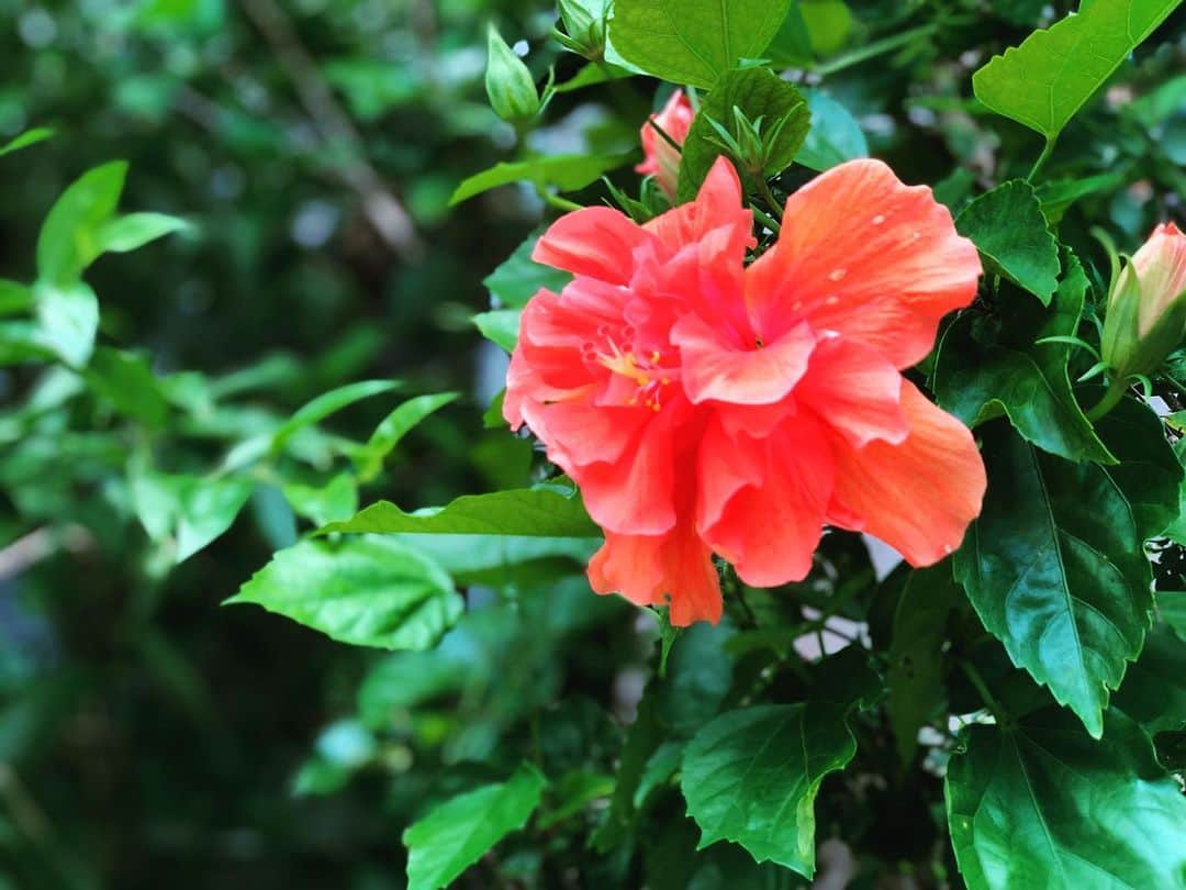金城大和のインスタグラム：「🌺」