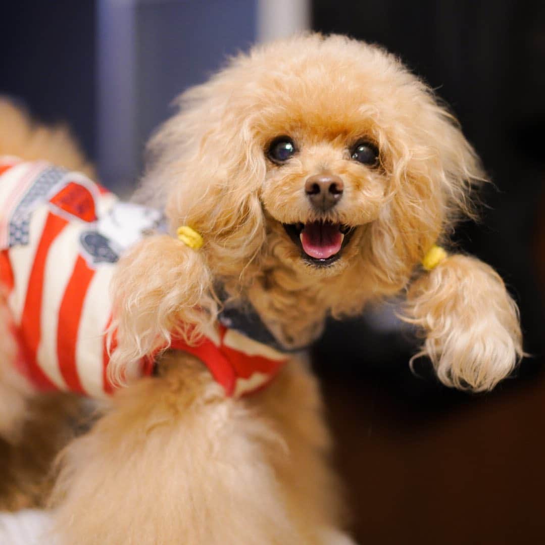 Toypoodle Mikuru?Asakusa Tokyoのインスタグラム：「20200510 Sunday. Goodnight 👋🏻 #おうちdeみくるん な１日でした。 雨で☔️あさんぽは行けなかったので お昼にお散歩。その後は、お家でグッスリ寝てました😴 . 睡眠たっぷりとったみきゅるんは 夕食後にオニクキボンヌのアピ🍖 ご飯とオニクはあくまで別腹なんですよ😅 . #ツインテール #stayhome #正直寝過ぎ」