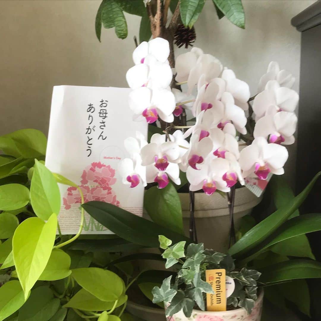 岡まゆみのインスタグラム：「母の月…。#母の月#今年はミニ胡蝶蘭#岡まゆみ」