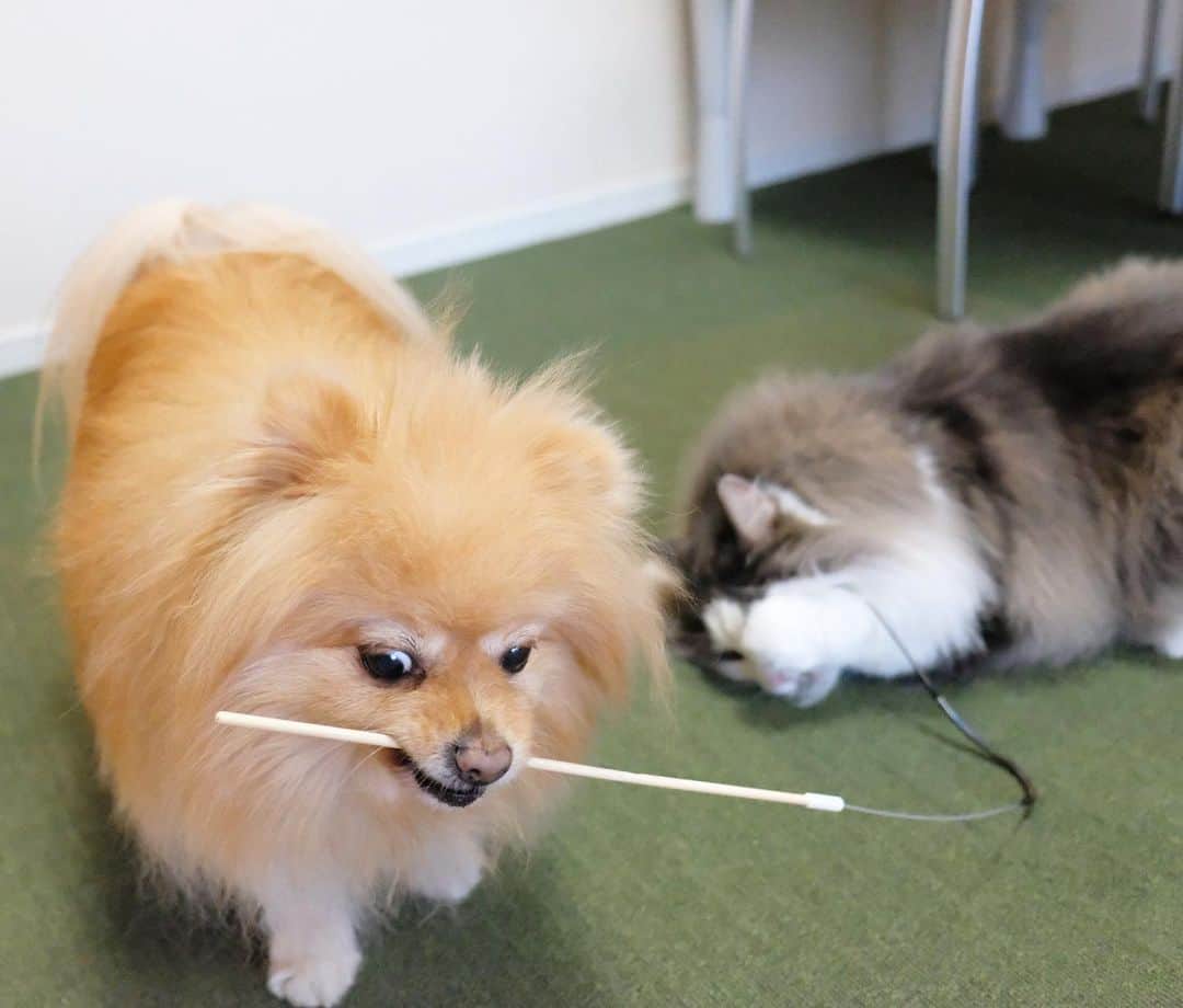 Hanaさんのインスタグラム写真 - (HanaInstagram)「猫じゃらしの 持ち手の部分で遊ぶお姉🐶 * その先っちょ部分で遊ぶ弟😸 * WIN-WINな関係きょうだい 🐶💓😸 * * ブログ更新しました♪ http://kedamakyoudai.blog.jp/ #NorwegianForestCat#Pomeranian#japan#catlover#doglover#dogs#cat#Kawaii#fluffy#pom#fluffydog#catsofinstagram#dogsofinstagram#fluffycat#ノルウェージャンフォレストキャット#ポメラニアン#pecoいぬ部#ペコねこ部#犬と猫のいる暮らし#かわいい#cute#cutecat#cutedog#funny#funnydog#funnycat#いぬのきもち#ねこのきもち#ライブドアインスタブロガー」5月10日 21時10分 - mofu2family