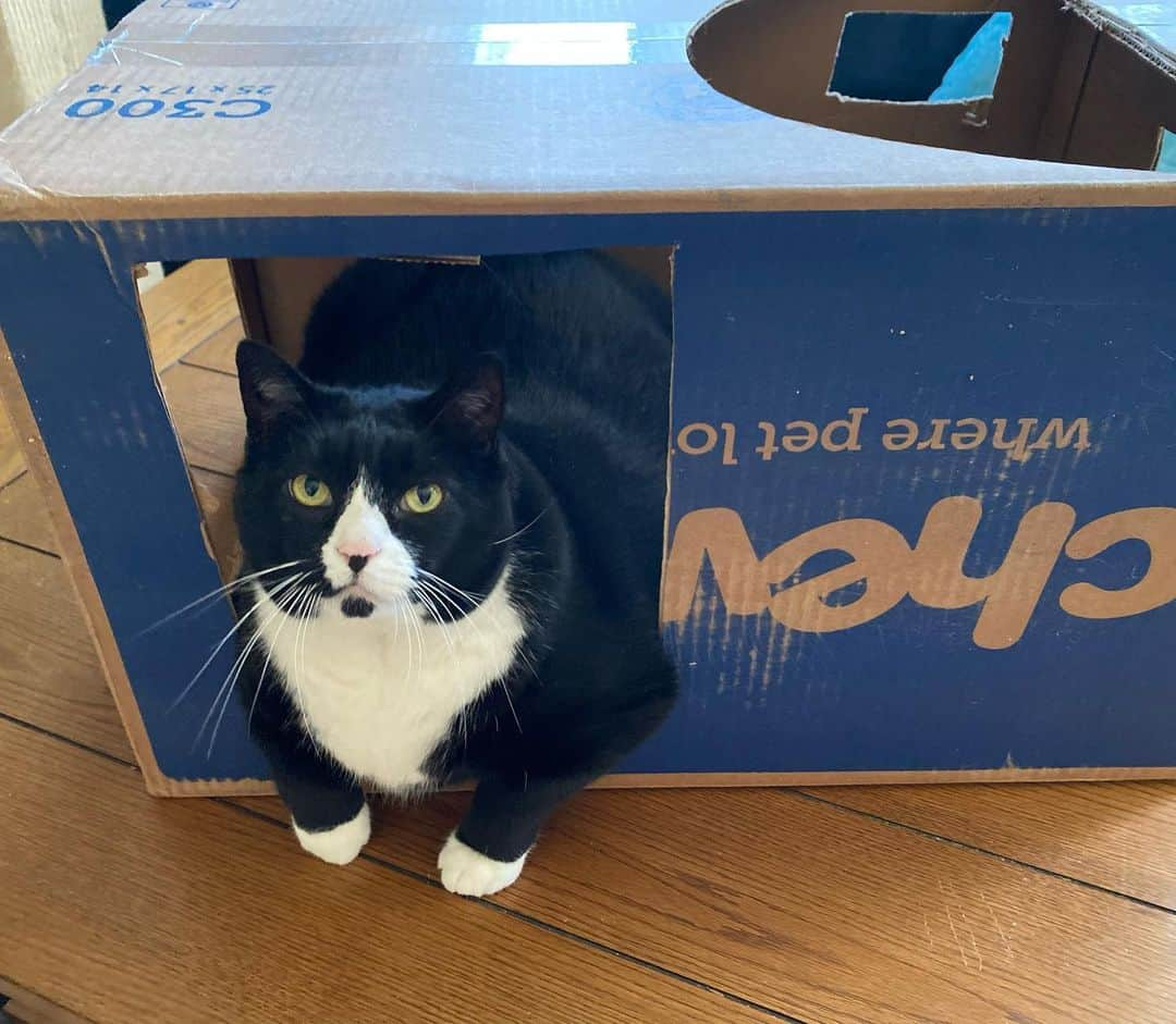 Tuxedo Cat Brosさんのインスタグラム写真 - (Tuxedo Cat BrosInstagram)「Quarantine life. No one else is allowed in Ben’s box fort.」5月10日 21時14分 - tuxedotrio