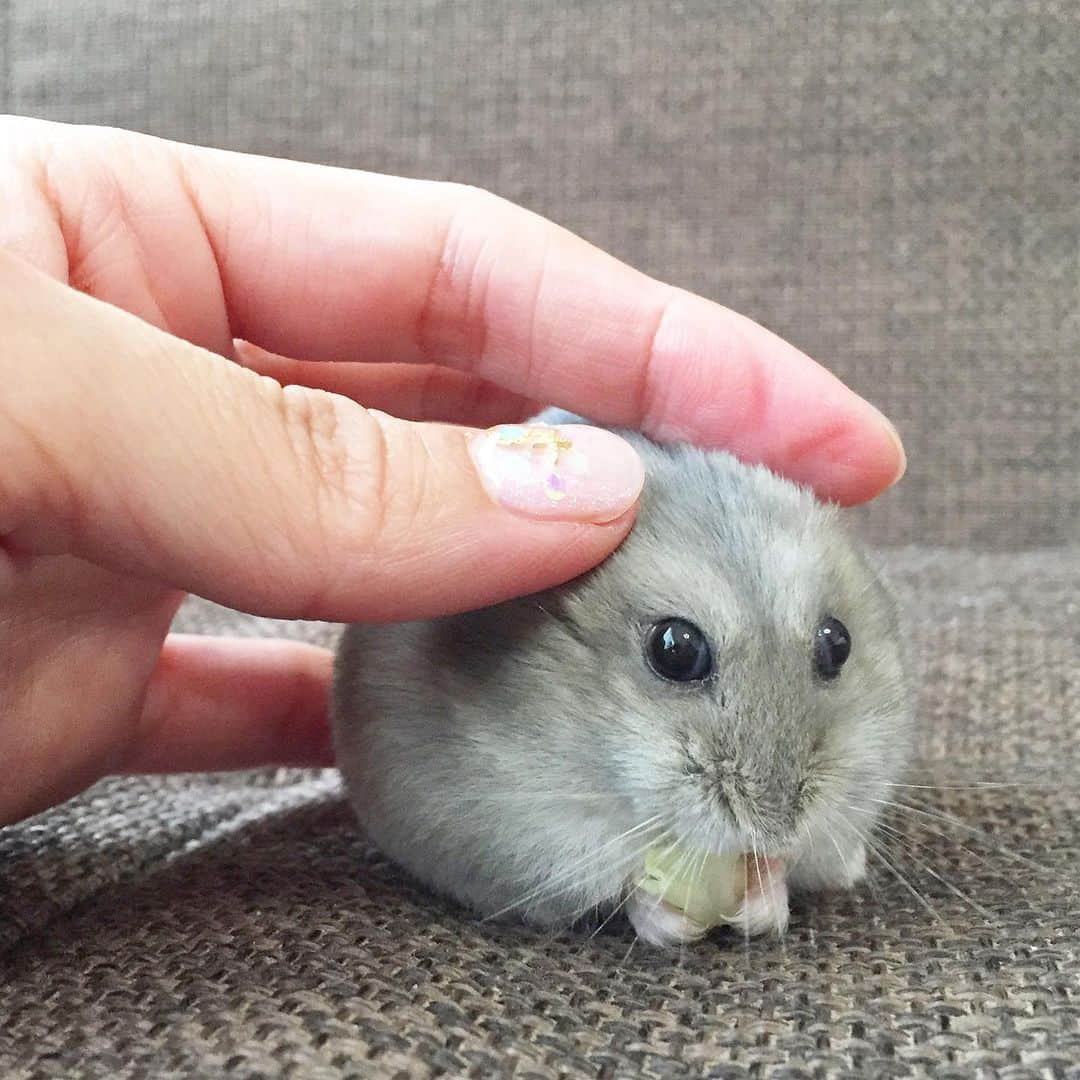 hamster_mocoのインスタグラム